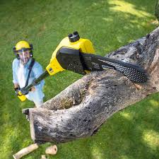 Lawn Maintenance Plans in Lyford, TX