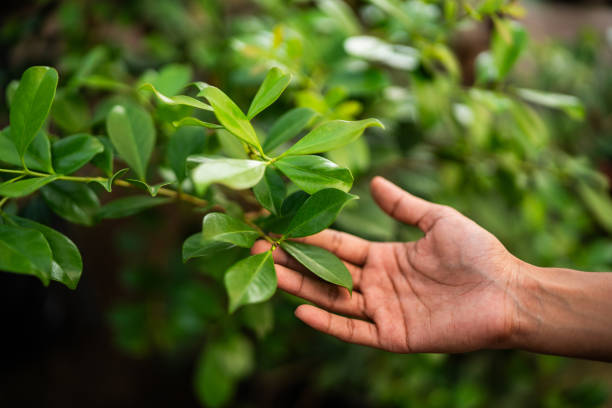 Lyford, TX Tree Services Company